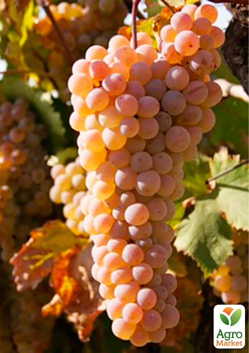 Виноград Ркацителі (винний сорт)
Виноград Ркацителі (винний сорт)