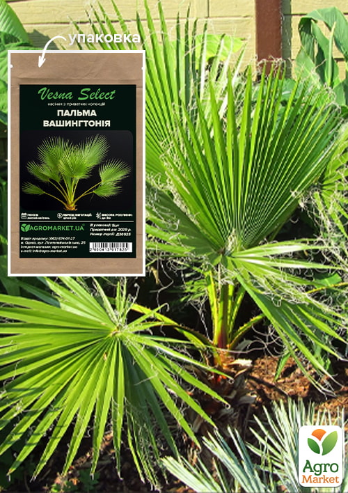 Пальма Вашингтонія ТМ Vesna Select 5шт
Пальма Вашингтонія ТМ Vesna Select 5шт
