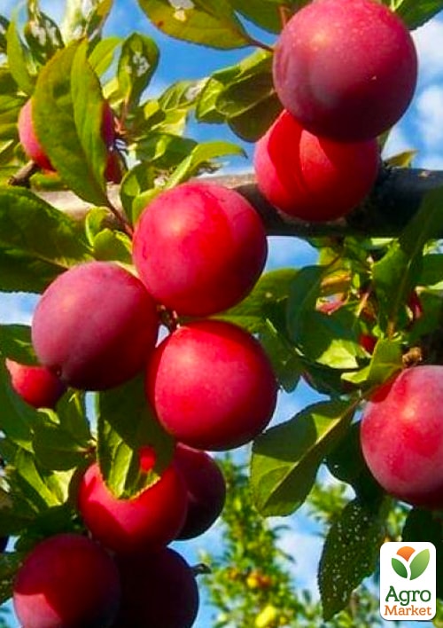 Слива Ренклод Альтана (літній сорт, середній термін дозрівання)
Слива Ренклод Альтана (літній сорт, середній термін дозрівання)