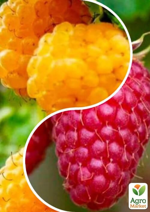 Малина, комплект из 2-х сортов Ягодная усадьба (Berry manor) 2шт саженцев
Малина, комплект из 2-х сортов Ягодная усадьба (Berry manor) 2шт саженцев