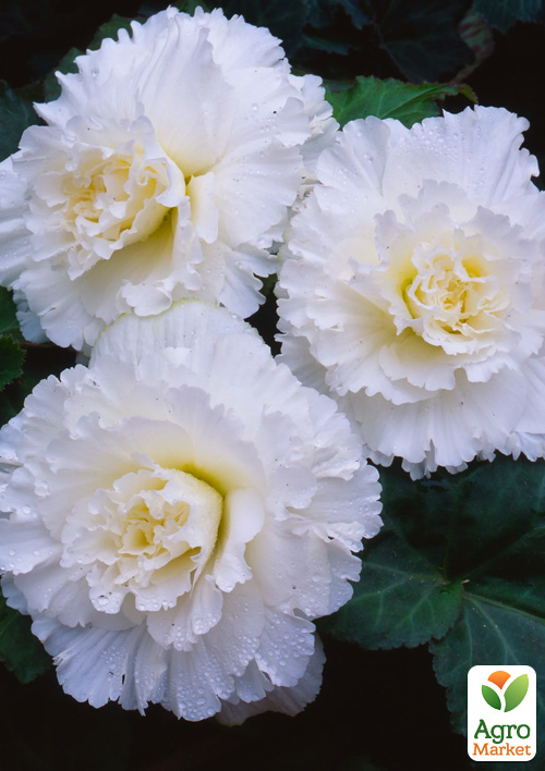 Бегонія махрова «Non Stop White»
Бегонія махрова «Non Stop White»