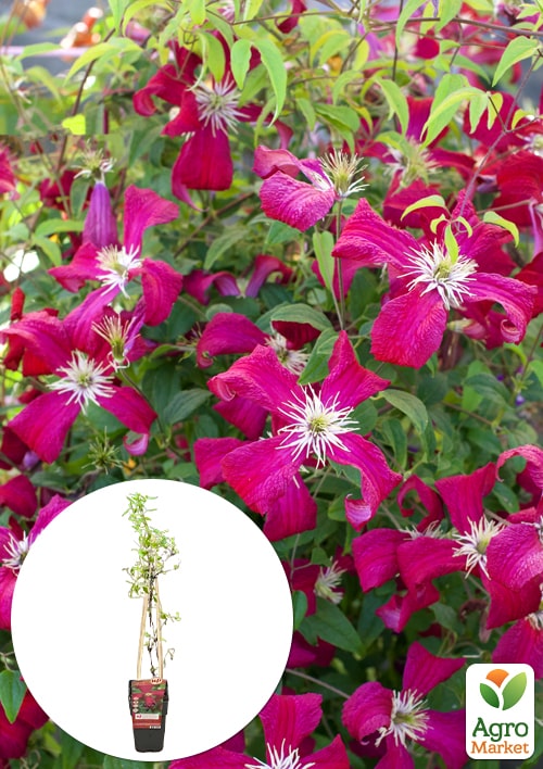LMTD Клематис 2-х летний Julia Correvon (высота 40-60 см)
LMTD Клематис 2-х летний Julia Correvon (высота 40-60 см)