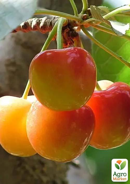 Черешня рожева Ніжність (літній сорт, середньопізній термін дозрівання)
Черешня рожева Ніжність (літній сорт, середньопізній термін дозрівання)