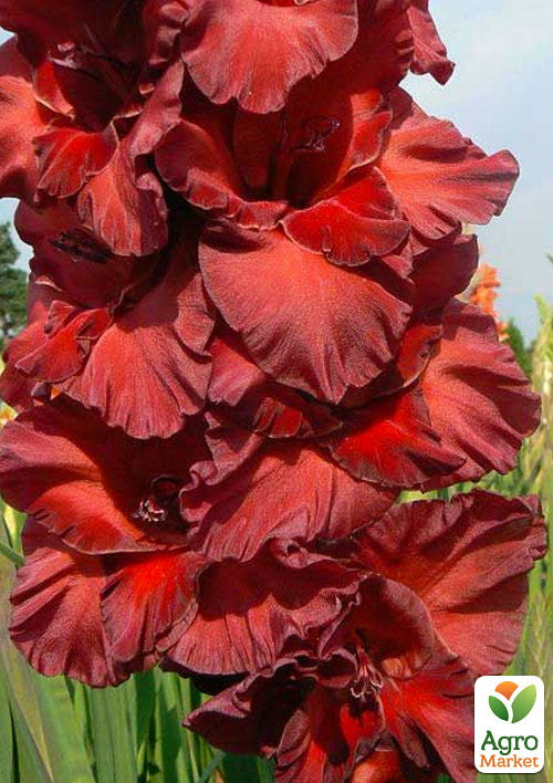 Гладіолус Chocolate 3шт
Гладіолус Chocolate 3шт