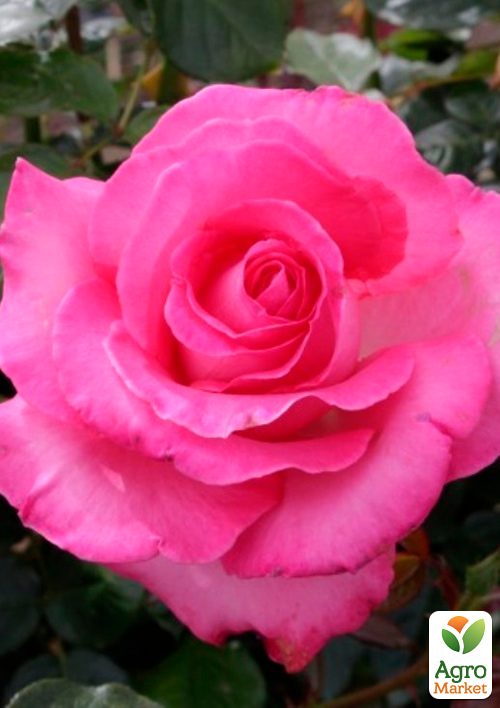 Роза чайно-гибридная Esmeralda (саженец класса АА+) высший сорт
Роза чайно-гибридная Esmeralda (саженец класса АА+) высший сорт