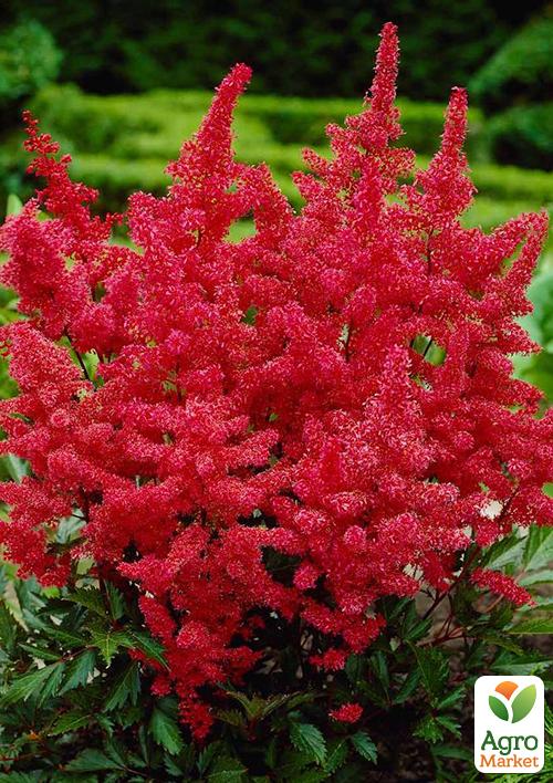 Астильба Etna 1шт
Астильба Etna 1шт