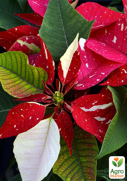 Пуансеттия Superba New Glitt (Рождественская Звезда)
Пуансеттия Superba New Glitt (Рождественская Звезда)