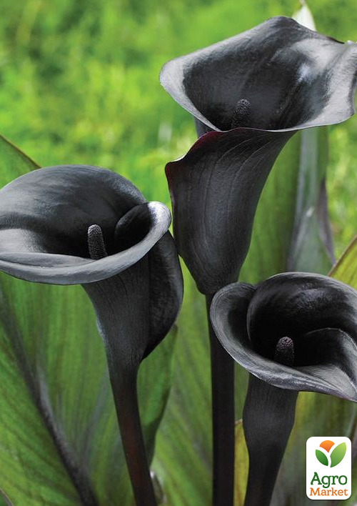 Калла Black Diamond
Калла Black Diamond