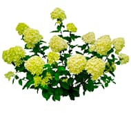 Декоративная калина