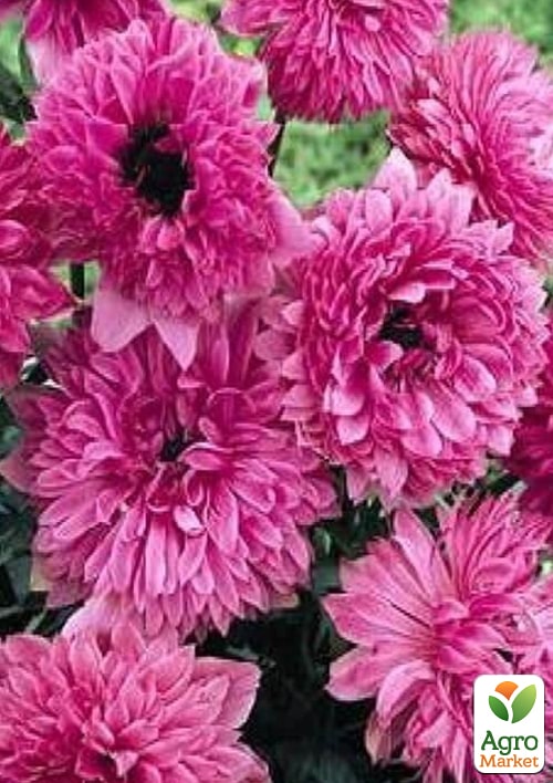 Анемона махровая розовая The Admiral 978 (размер 5/6 , крупный) 5шт в упаковке
Анемона махровая розовая The Admiral 978 (размер 5/6 , крупный) 5шт в упаковке