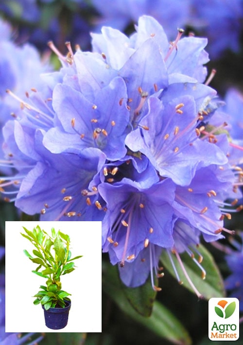 Рододендрон Blue Tit 2 летний (голубой) С1 высота 20-40см
Рододендрон Blue Tit 2 летний (голубой) С1 высота 20-40см