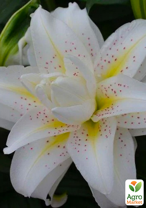 Лилия Розовидная Roselily Sita
Лилия Розовидная Roselily Sita