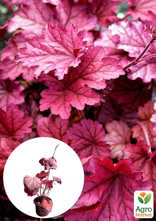 Гейхера (Heuchera) Berry Smoothie С1 (висота 15-30см)
Гейхера (Heuchera) Berry Smoothie С1 (висота 15-30см)