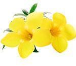 Алламанда Алламанда