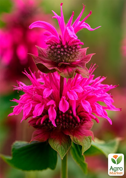 Бергамот (Монарда) Bee Free
Бергамот (Монарда) Bee Free