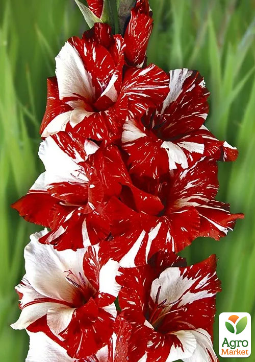 Гладіолус Zizanie
Гладіолус Zizanie