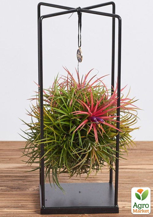 LMTD Тілландсія «Ionantha» на підвісній основі прямокутник 30см
LMTD Тілландсія «Ionantha» на підвісній основі прямокутник 30см