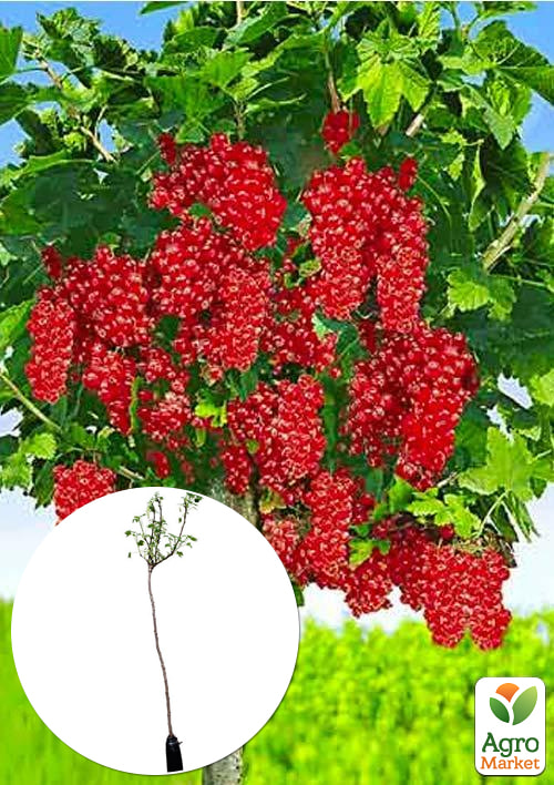 Смородина на штамбе Ровада (среднепоздний срок созревания, один из лучших сортов)
Смородина на штамбе Ровада (среднепоздний срок созревания, один из лучших сортов)