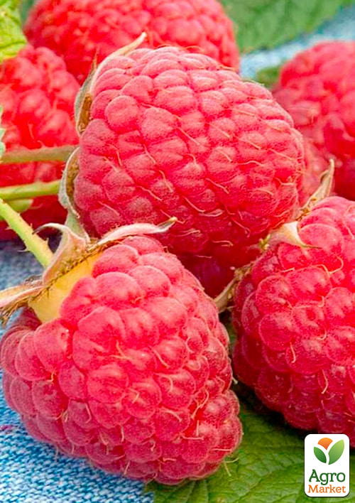 Малина Poemat (ремонтантний високоврожайний сорт)
Малина Poemat (ремонтантний високоврожайний сорт)