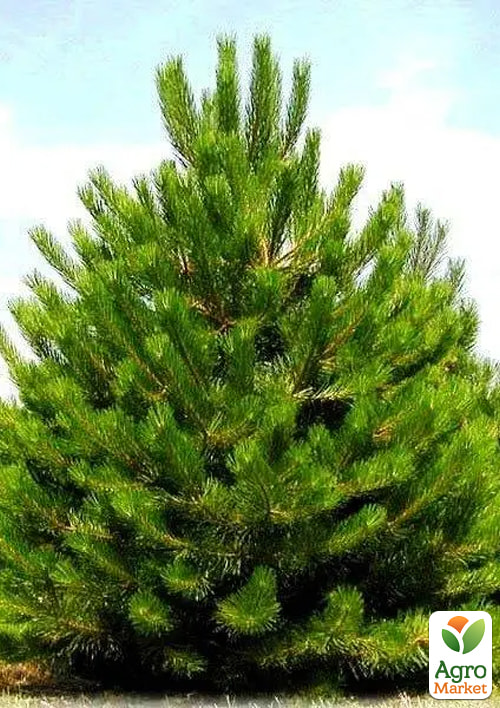 Сосна обыкновенная 3-х летняя (Pinus sylvestris) С3, высота 20-40см
Сосна обыкновенная 3-х летняя (Pinus sylvestris) С3, высота 20-40см