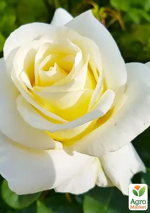 Роза чайно-гибридная Advance (саженец класса АА+) высший сорт
Роза чайно-гибридная Advance (саженец класса АА+) высший сорт