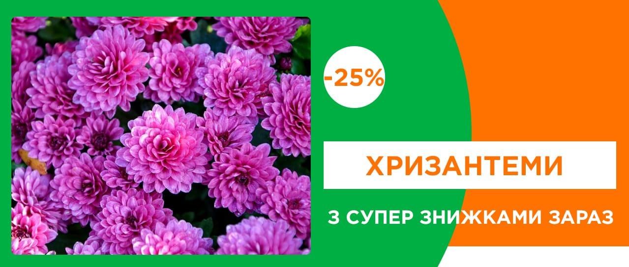 Яскраві хризантеми вигідно!