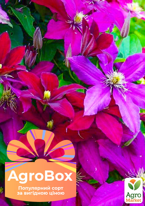Эксклюзив! AGROBOX с саженцем очаровательного клематиса
Эксклюзив! AGROBOX с саженцем очаровательного клематиса