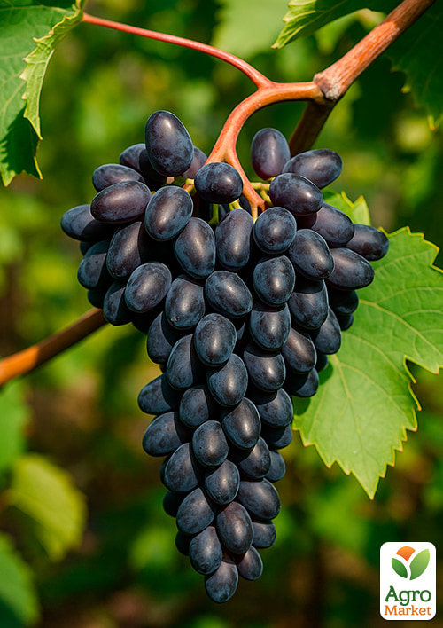 Виноград Чарлі
Виноград Чарлі