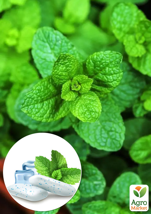 М'ята Spearmint (Chewing Gum)
М'ята Spearmint (Chewing Gum)