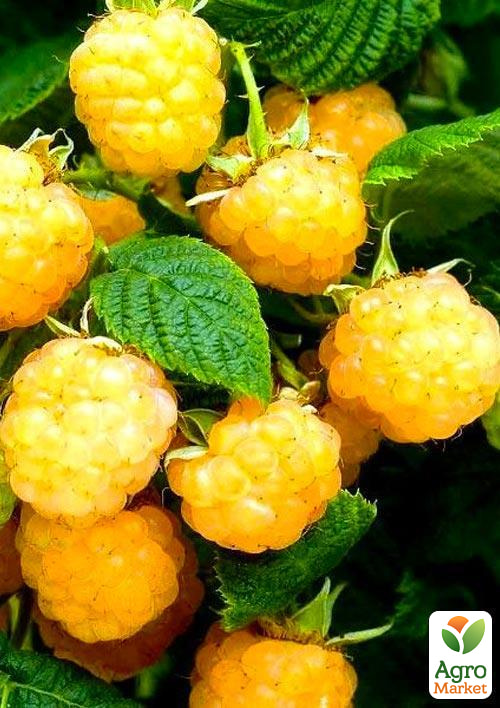 Малина All Gold (среднеранний срок созревания, крупноплодный сорт) 1-летний саженец
Малина All Gold (среднеранний срок созревания, крупноплодный сорт) 1-летний саженец