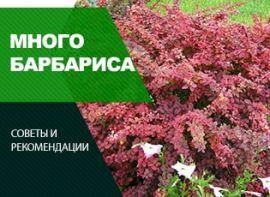 Живцювання барбарису - корисні статті про садівництво від Agro-Market