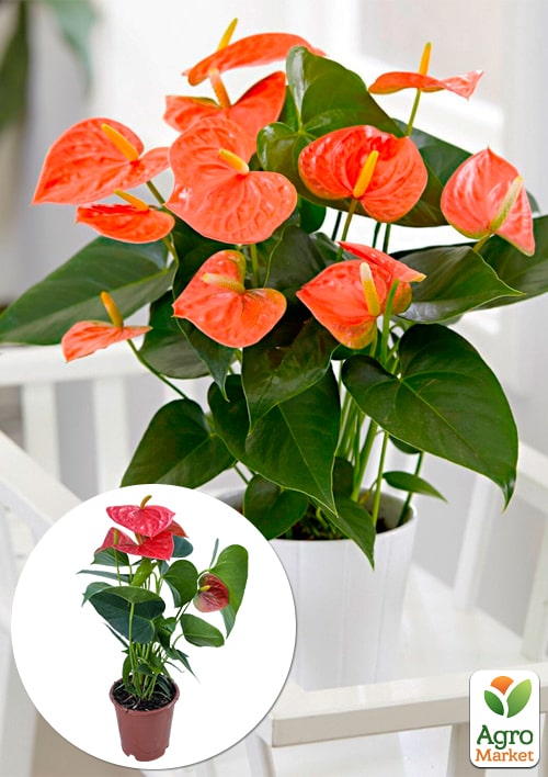 Антуріум (Anthurium) Prince of Orange
Антуріум (Anthurium) Prince of Orange