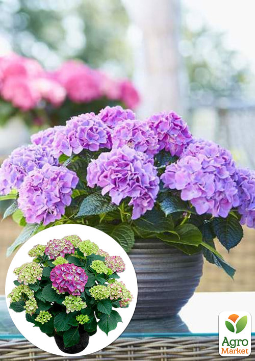LMTD Гортензія великолиста квітуча 4-річна Tabletensia Purple (40-50см)
LMTD Гортензія великолиста квітуча 4-річна Tabletensia Purple (40-50см)