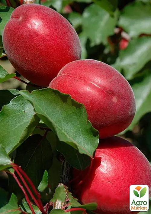 Абрикос Рубіста (великоплідний, ранній термін дозрівання)
Абрикос Рубіста (великоплідний, ранній термін дозрівання)