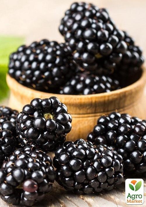 Ожина рання ремонтантна Блек Меджик (Black Magic)
Ожина рання ремонтантна Блек Меджик (Black Magic)