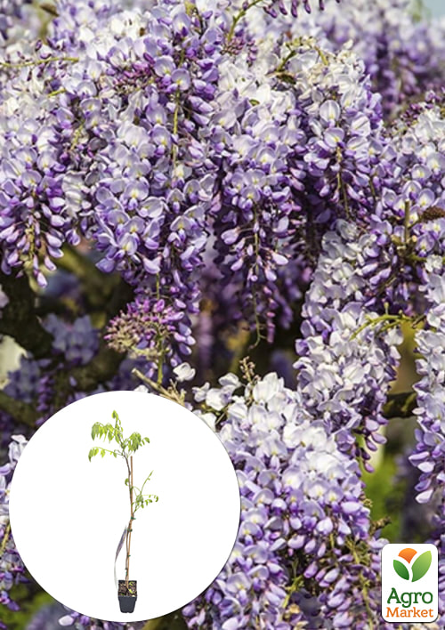 Глициния 3-х летняя китайская Пролифик (Wisteria chinensis Prolific) С10, высота саженца 120-180см
Глициния 3-х летняя китайская Пролифик (Wisteria chinensis Prolific) С10, высота саженца 120-180см