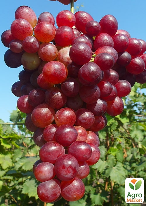 Виноград Чайна троянда (рані-середній термін дозрівання, не пошкоджується осами)
Виноград Чайна троянда (рані-середній термін дозрівання, не пошкоджується осами)