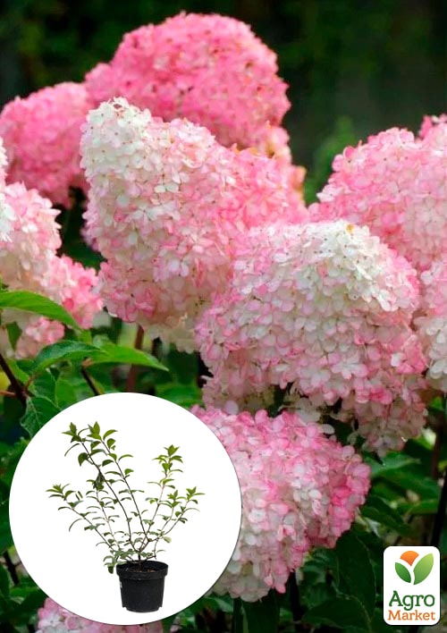 Гортензия метельчатая 4-х летняя Vanilla Fraise, С5
Гортензия метельчатая 4-х летняя Vanilla Fraise, С5