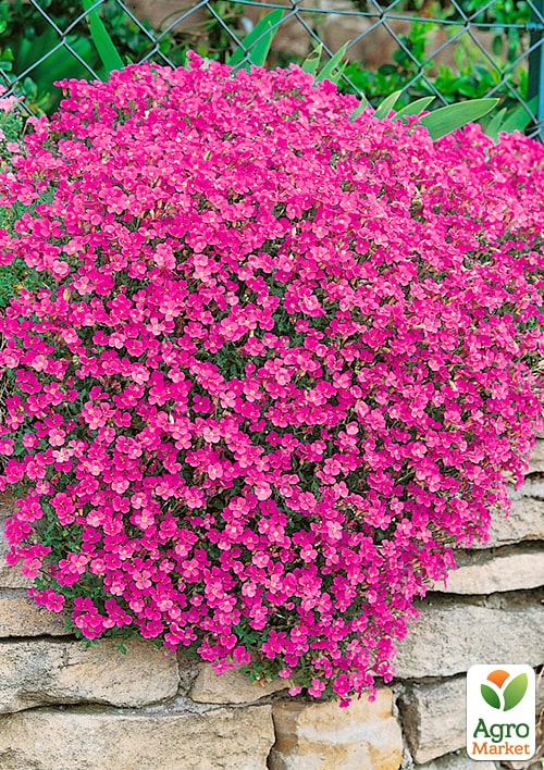 Обриета Red Cascade (контейнер Р9)
Обриета Red Cascade (контейнер Р9)