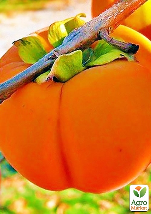 Хурма на віргінській морозостійкій підщепі Зенджи мару (Шоколадниця) вищий сорт!
Хурма на віргінській морозостійкій підщепі Зенджи мару (Шоколадниця) вищий сорт!