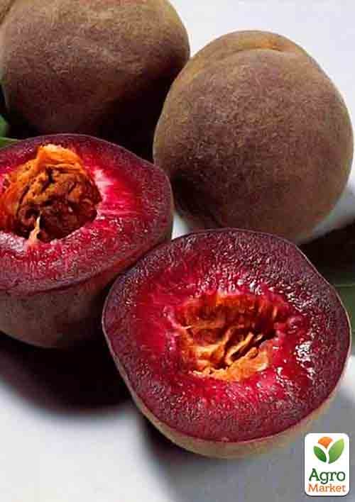 Ексклюзив! Персик красном'ясий Ерітрокарпа (Erythrocarp) (преміальний осінній сорт)
Ексклюзив! Персик красном'ясий Ерітрокарпа (Erythrocarp) (преміальний осінній сорт)