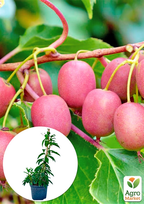 Актінідія 3-х річна аргута Кенс Ред (міні-ківі, морозостійкий сорт) вазон С4, висота 85-110см
Актінідія 3-х річна аргута Кенс Ред (міні-ківі, морозостійкий сорт) вазон С4, висота 85-110см