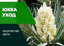 Як розсадити садову і кімнатну юкку - корисні статті про садівництво від Agro-Market