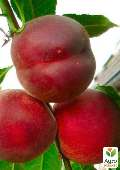 Персик Річ Мей
Персик Річ Мей