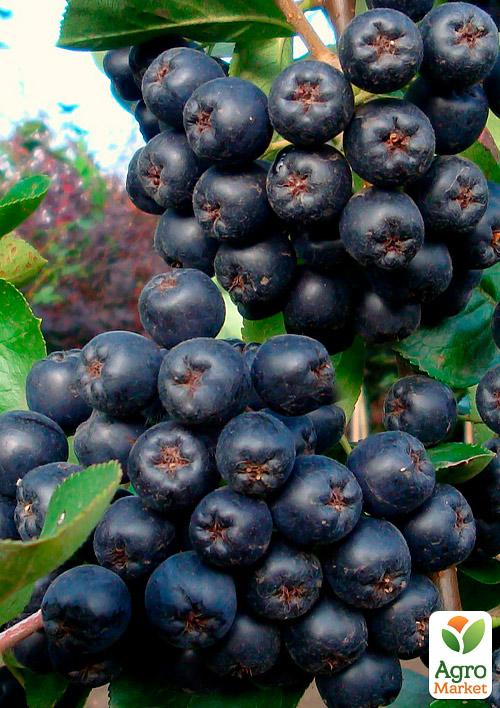 Ексклюзив! Горобина чорна з сизим нальотом Смаил (Smile) (преміальний соковитий сорт)
Ексклюзив! Горобина чорна з сизим нальотом Смаил (Smile) (преміальний соковитий сорт)