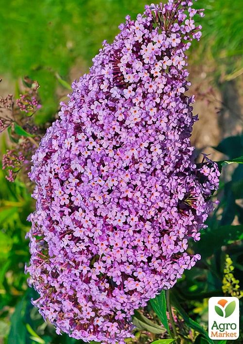 Буддлея Gulliver
Буддлея Gulliver