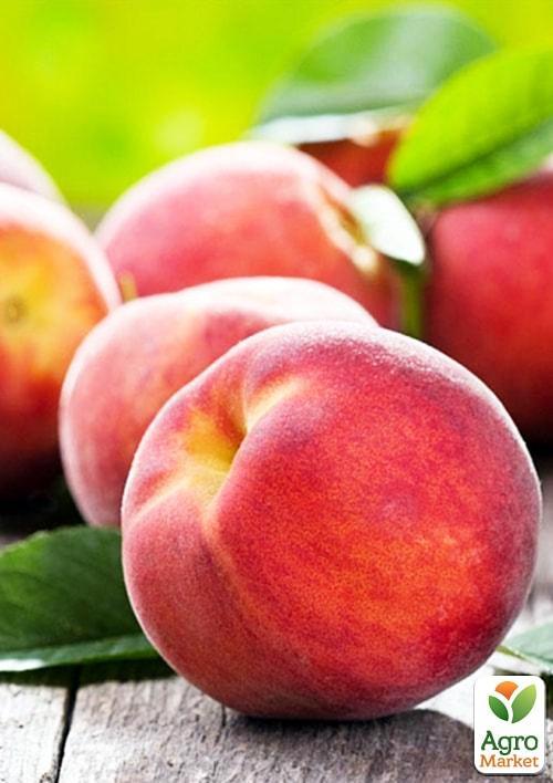 Персик Сочный (летний сорт, средний срок созревания)
Персик Сочный (летний сорт, средний срок созревания)
