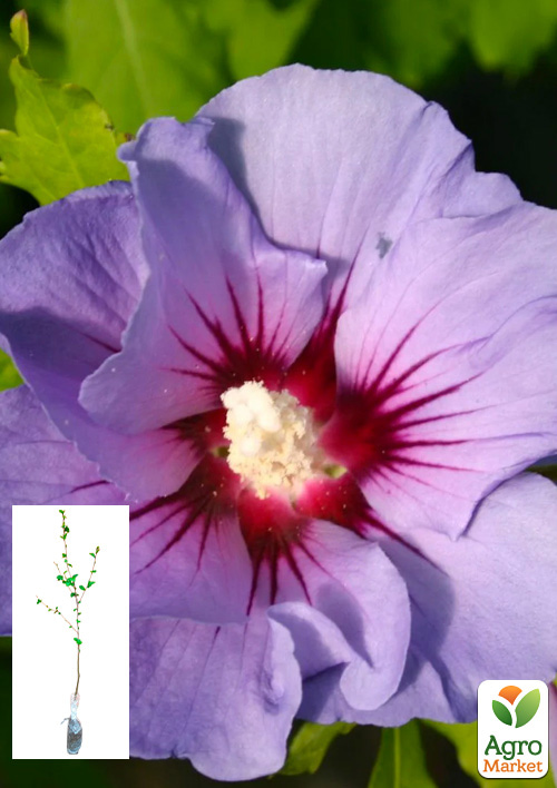Гибискус сирийский 3-х летний Marina С2, высота 80-100см
Гибискус сирийский 3-х летний Marina С2, высота 80-100см