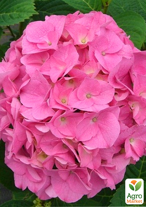 LMTD Гортензия macrophylla Rosita 5-и летняя (высота 45-75см)
LMTD Гортензия macrophylla Rosita 5-и летняя (высота 45-75см)
