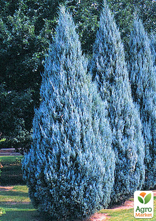 Эксклюзив! Можжевельник ярко-голубой Океан созвездий (Ocean constellations) (премиальный, неприхотливый, вечнозеленый сорт)
Эксклюзив! Можжевельник ярко-голубой Океан созвездий (Ocean constellations) (премиальный, неприхотливый, вечнозеленый сорт)